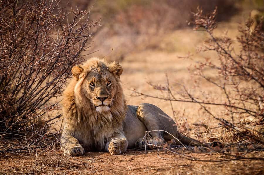 Game drive in Victoria Falls - Why the guide makes or breaks this drive