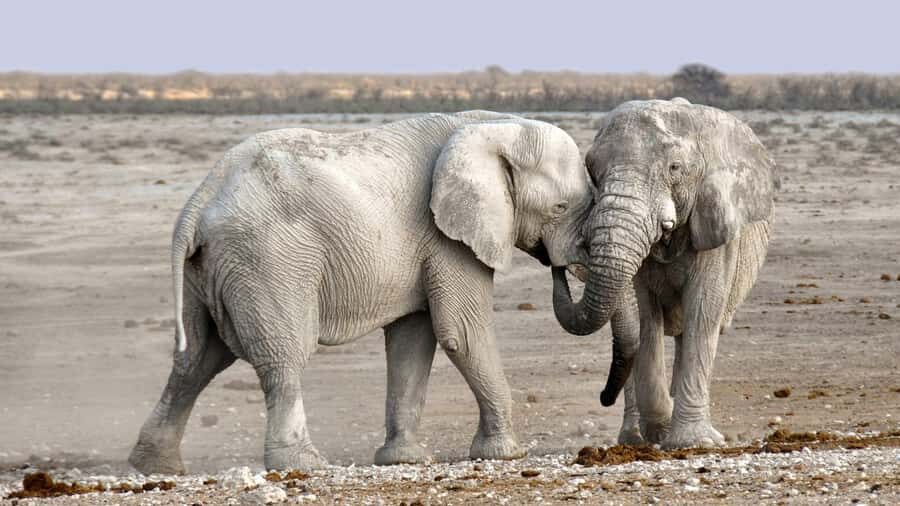 Game drive in Victoria Falls - A quick word about food: the breakfast stop can be a highlight