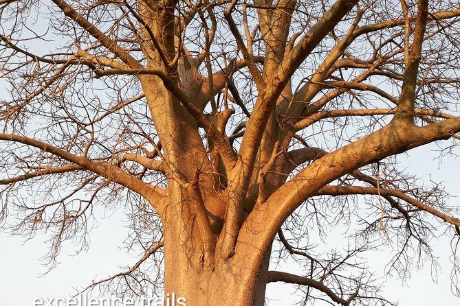 Game Drive in Zambezi National Park Morning or Afternoon - H2: Wildlife sightings are real, but the park is never the same twice