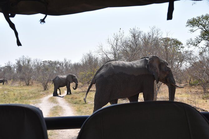 Game Drives - Zambezi National Park, 5 km from Victoria Falls