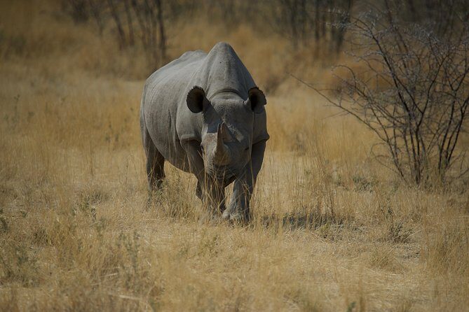 Game Drives - Who this safari fits (and who should look elsewhere)