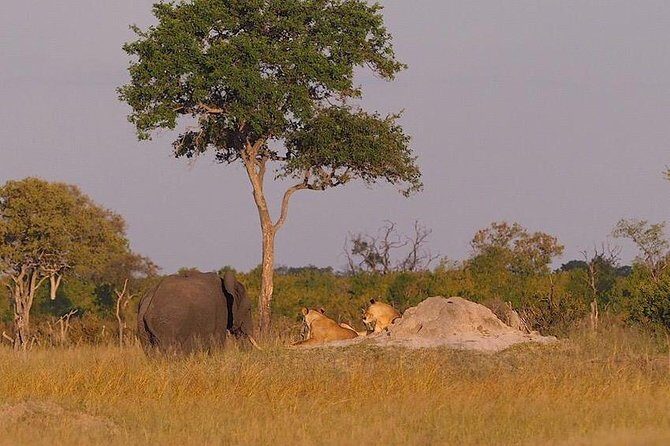 Game Drives - Quick practical checklist before you book