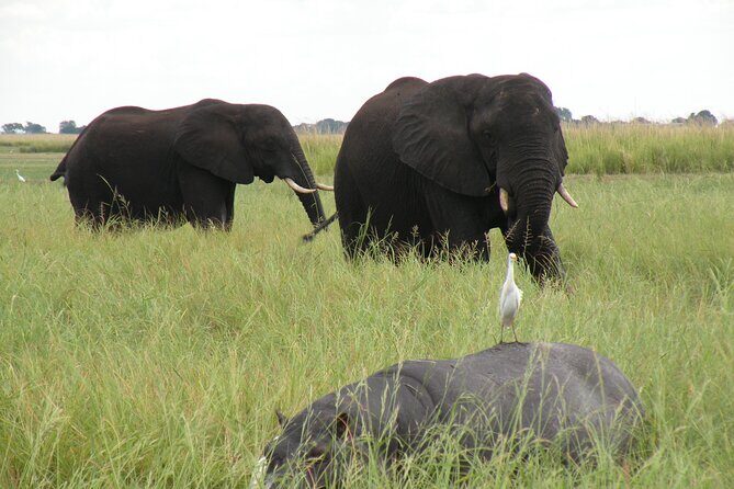 Game Drives in the Zambezi National Park - Zambezi National Park Game Drives: What You’re Really Getting for $100
