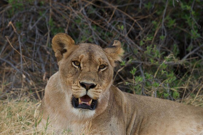 Game Drives - Pickup, group size, and your guide (Aaron’s style)