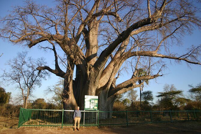 Guided 4x4 Town Safari in Victoria Falls - Pickup, jeep style, and what the small group really changes