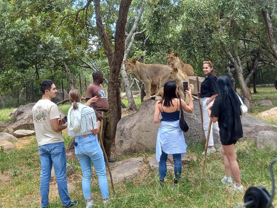 Harare: Half Day Outdoor Adventure - Lion Park game drive: where the day shifts from city to safari mode