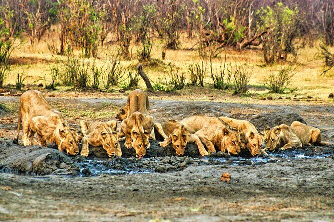 High Tea in the Savannah, Catering by Victoria Falls Hotel - The waterhole high tea: where the magic happens
