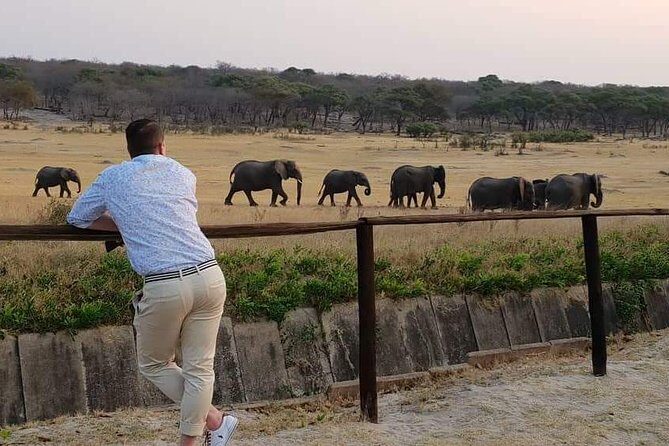 Hwange 3 day Safari - From Victoria Falls at 2:00 pm: Timing and Transport That Don’t Waste Your Safari Time