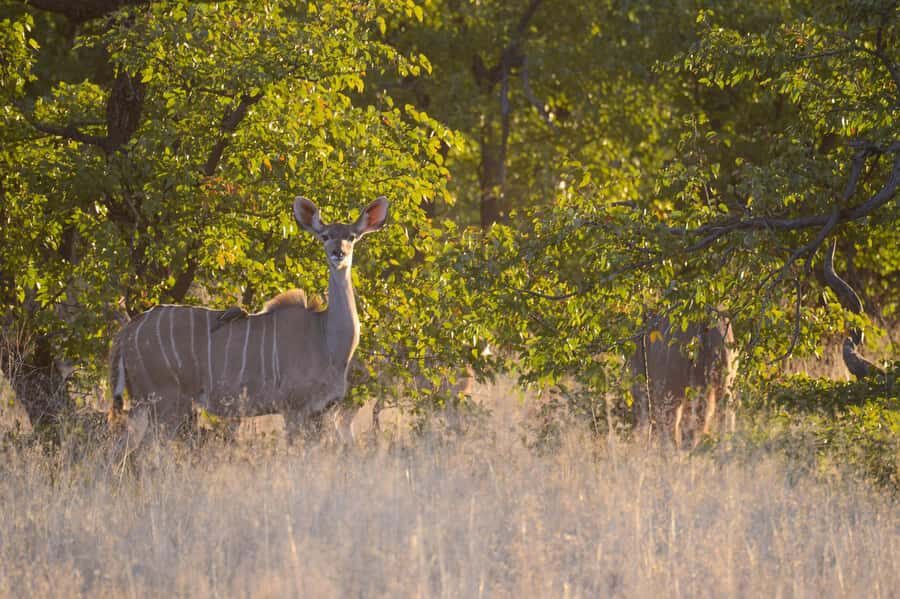 Hwange Full Day Safari from Victoria Falls - Key things to know before you go