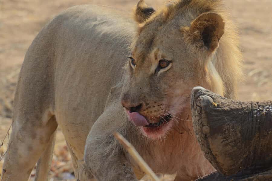 Hwange Full Day Safari from Victoria Falls - Hwange National Park: why elephants (and the Big 5) are the point