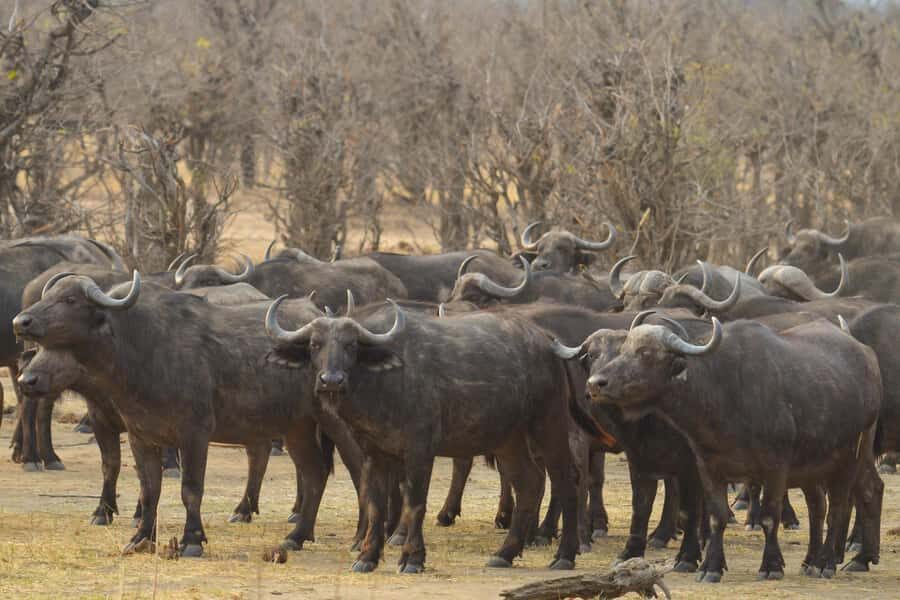 Hwange Full Day Safari from Victoria Falls - Getting from the road into the park: what to expect on the drive