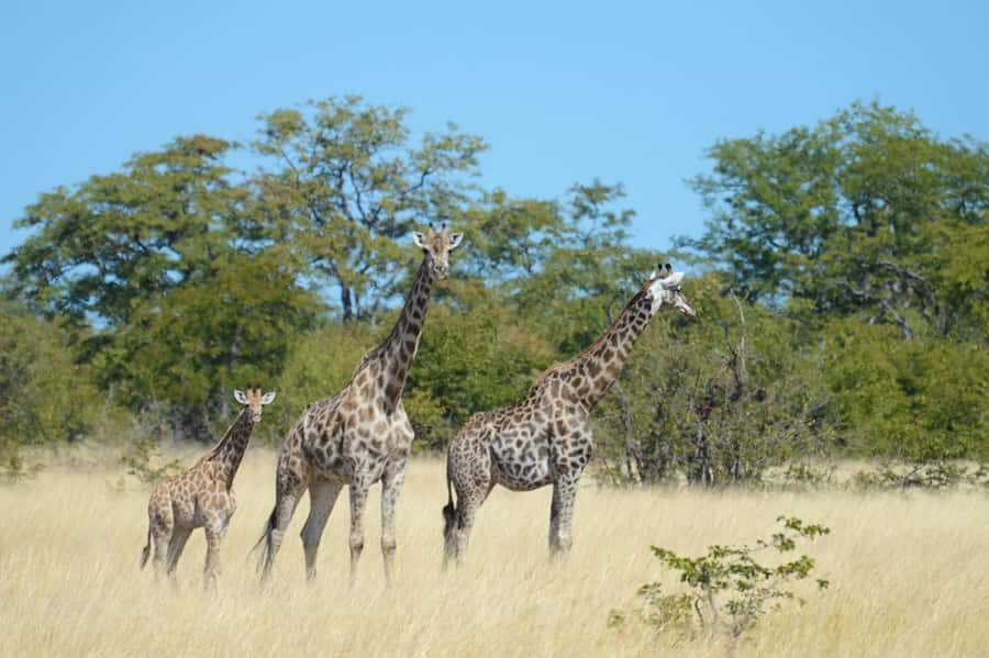 Hwange Full Day Safari from Victoria Falls - The day’s timing from Victoria Falls: early pickup, long hours, clear structure
