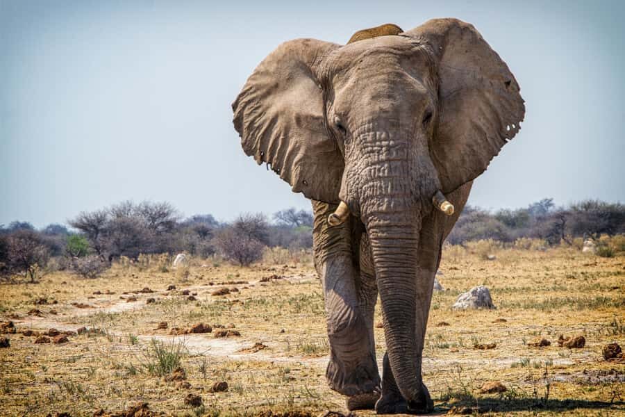 Hwange National Park Day Trip from Victoria Falls - Key Things You’ll Appreciate on This Hwange Day Trip