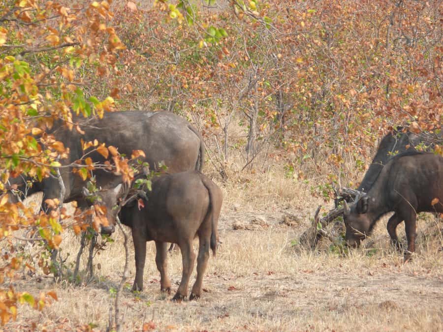 Hwange National Park Day Trip from Victoria Falls - Midday Break: Picnic Lunch Without Wasting Safari Time