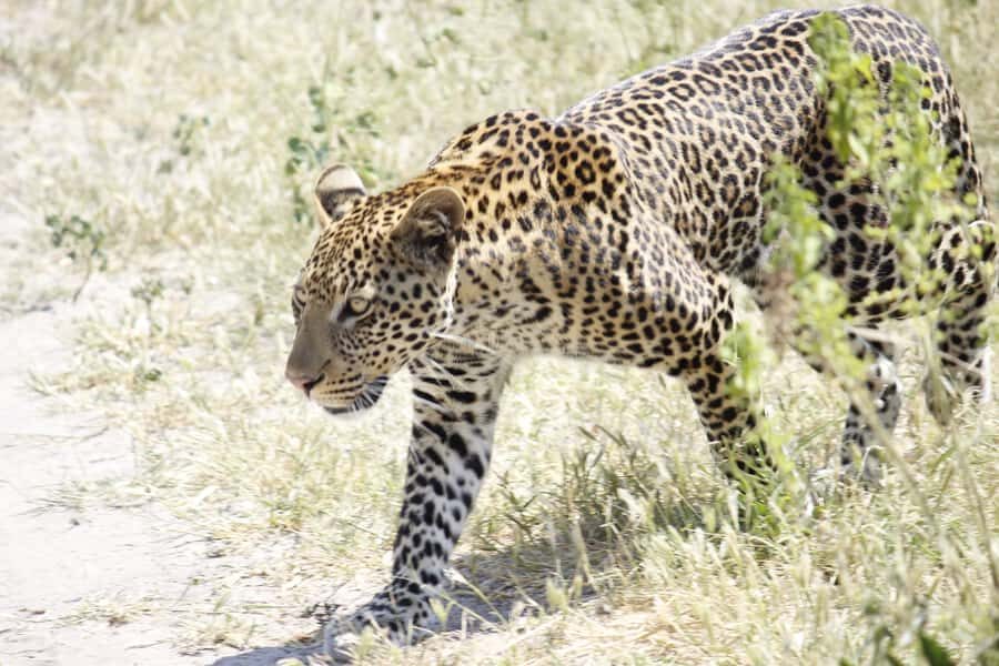 Hwange National Park Day Trip from Victoria Falls - Afternoon Game Drive: When Cool Air Brings Out Behavior