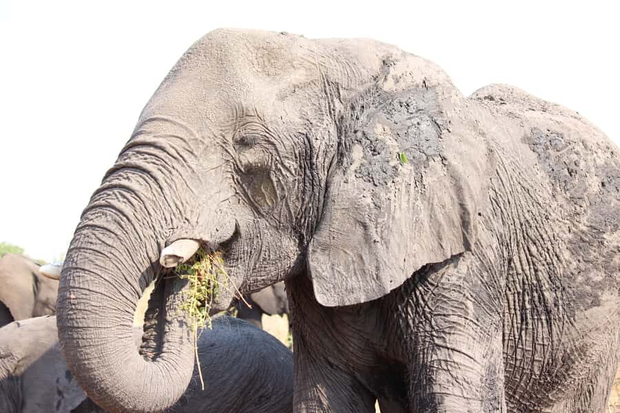 Hwange National Park Day Trip from Victoria Falls - Sunset Drive and Viewing Platforms: The Best Light, The Best Chances