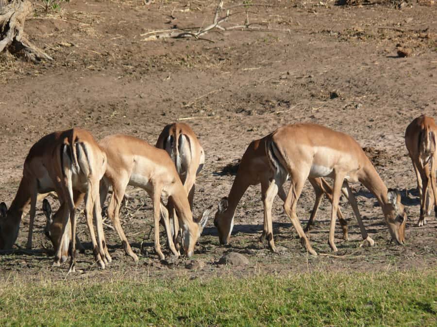 Hwange National Park Day Trip from Victoria Falls - Who This Trip Suits Best (and Who Should Rethink It)