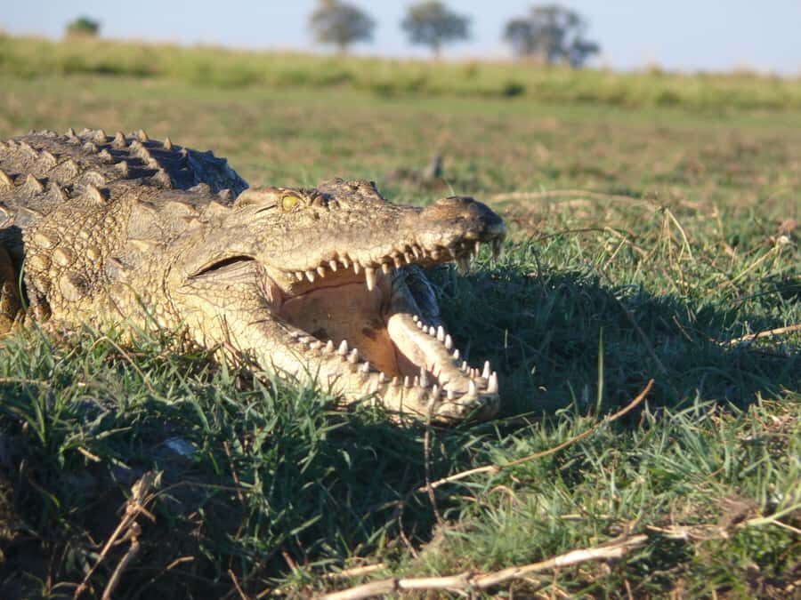 Hwange National Park Day Trip from Victoria Falls - Price, Value, and What You’re Really Paying For