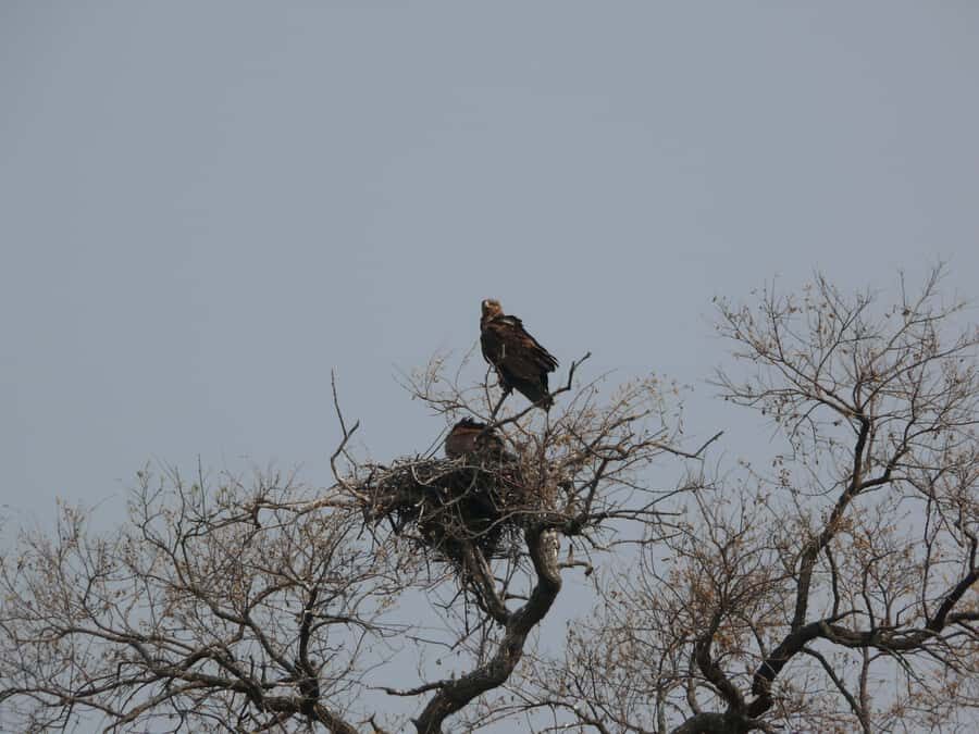 Hwange National Park Day Trip from Victoria Falls - Practical Stuff to Pack (So the Day Feels Easy)