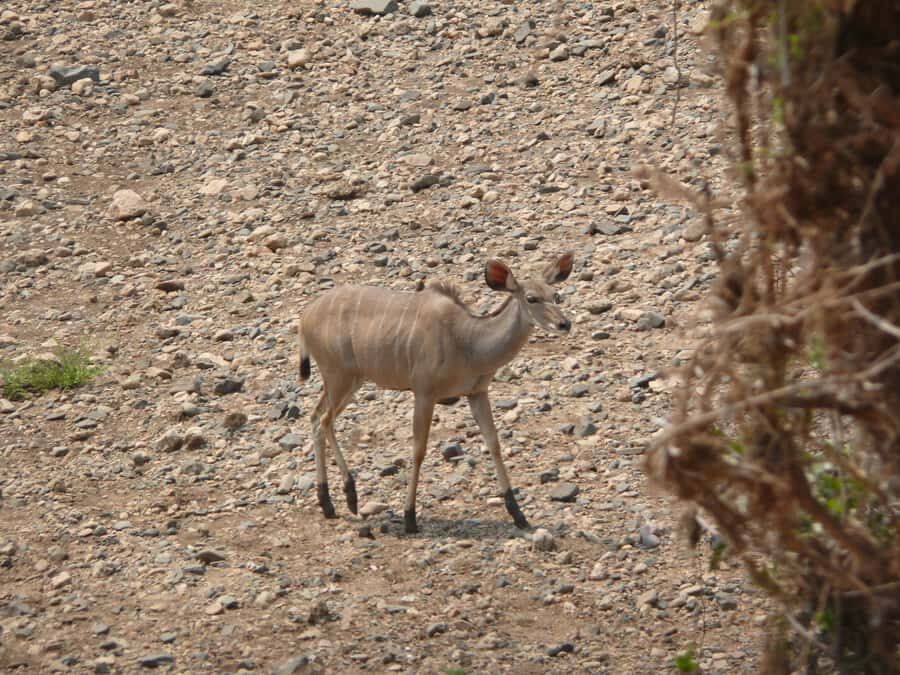 Hwange National Park Day Trip from Victoria Falls - Entering the Park: First Game Drive and Water-Hole Watch