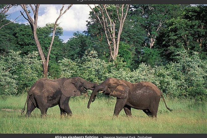 Hwange National Park Full Day Game Drive Safari - Getting there and back: the long drive timing you should expect