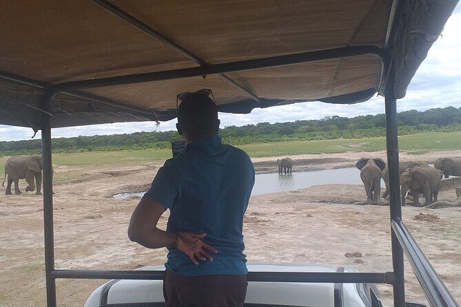 Hwange National Park Full Day Trip - Afternoon water-hole drive (13:00 onward): when wildlife traffic changes