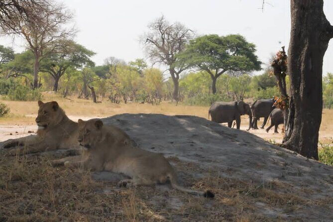 Hwange National Park Full Day Trip - Small group size and the guide’s role: more attention, less noise