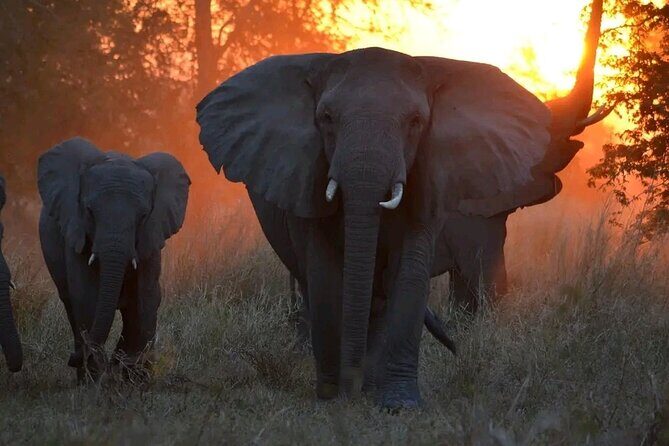 Hwange National Park Full Day Trip - Price and value: is $365 per person a fair deal?