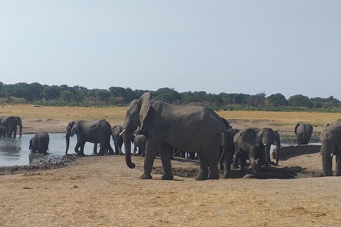 Hwange National Park Full Day Trip - Lunch time in the park (12:00–13:00): drinks, vegetarian meals, and a real reset
