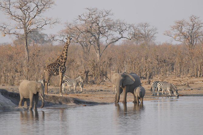 Hwange (Safari) Day Trip from Victoria Falls - Key things to know before you go