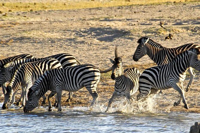 Hwange (Safari) Day Trip from Victoria Falls - Lunch at Hwange Main Camp: break time that doesn’t kill the momentum