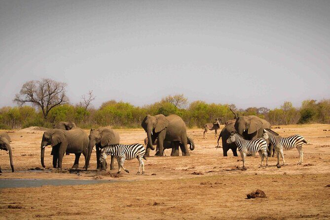 Hwange (Safari) Day Trip from Victoria Falls - Who this safari fits best (and who might want something else)