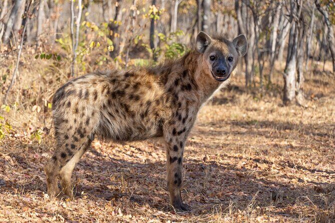Lion & Wildlife Sanctuary Excursion Victoria Falls - Hyenas: Walking Up Close (Safely) in Their 25-Acre Enclosure