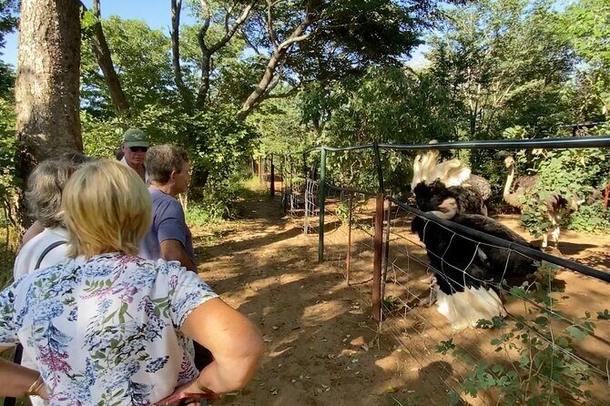 Lion & Wildlife Sanctuary Excursion Victoria Falls - What You Learn: Rescue Stories and Why They Matter