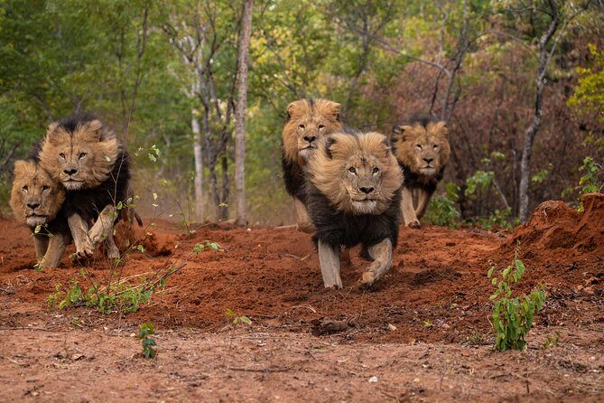 Lion & Wildlife Sanctuary Excursion Victoria Falls - Timing, Comfort, and the Feel of a Short, High-Impact Tour