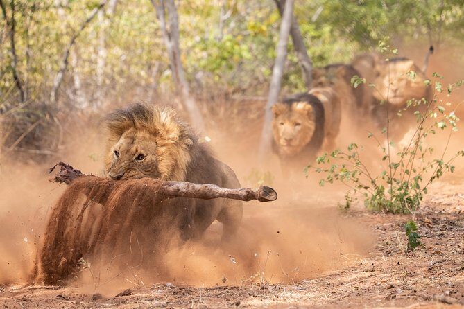 Lion & Wildlife Sanctuary Excursion Victoria Falls - Value for Money: Is $120 Worth It?