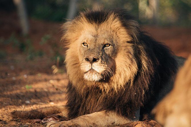 Lion & Wildlife Sanctuary Excursion Victoria Falls - Who This Tour Fits Best (and Who Might Skip)