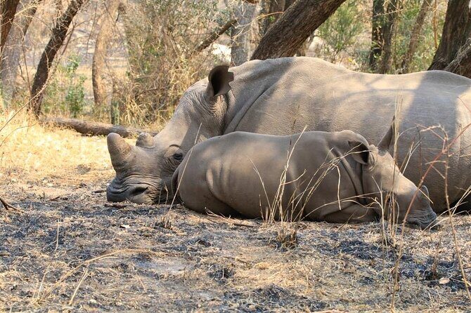 Matobo Rhino Encounter - Meet the rangers and learn the “why” behind protection