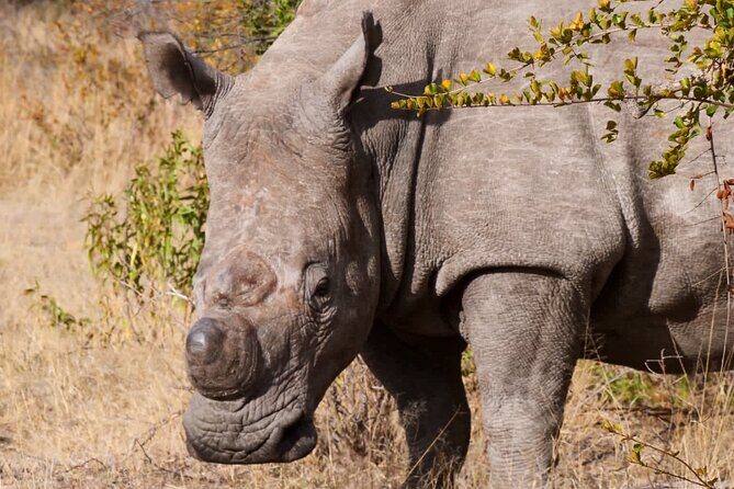 Matobo Rhino Encounter - The rock paintings cave: why it belongs in the same day