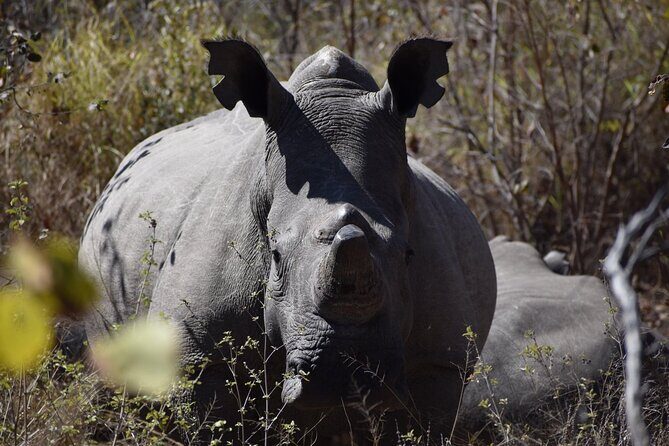 Matobo Rhino Encounter - BBQ lunch and sunset sun downers: the schedule rhythm that helps