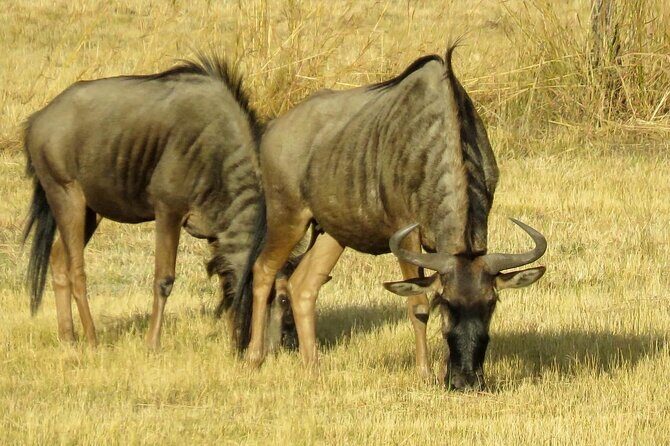Matobo Rhino Encounter - Guides, photos, and the small touches that improve value