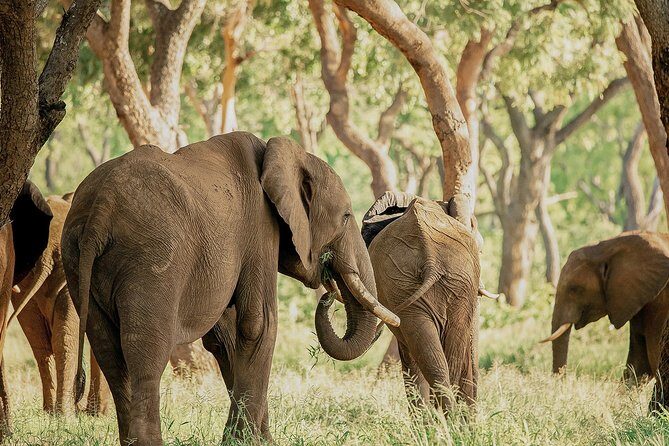 Moments with Elephants - Entering Victoria Falls elephant country at 7:30am