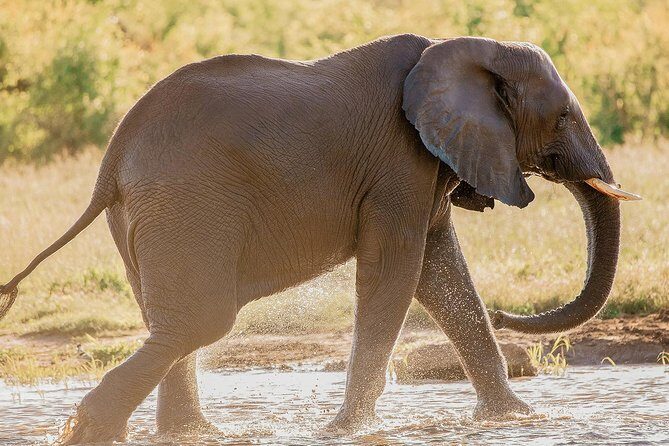 Moments with Elephants - The waterhole show: play, bathing, and mud-rolling