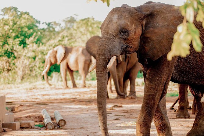 Moments with Elephants - Who should book Moments with Elephants?
