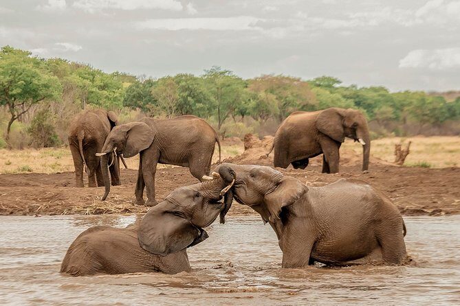 Moments with Elephants - What the small-group setup really does for your experience