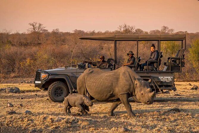 Morning or Afternoon Game Drive In Victoria Falls - Key highlights you’ll feel right away