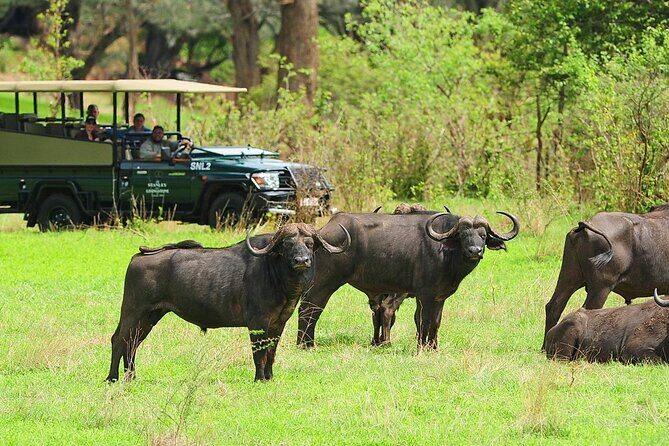 Morning or Afternoon Game Drive In Victoria Falls - Afternoon (and morning) timing: what 3pm-style drives give you