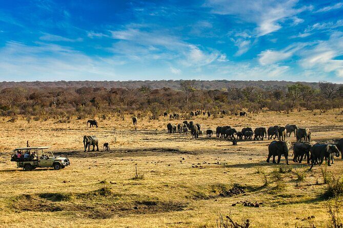 Safari Game Drive in the Savannah with Hotel pickup 3 times daily - Hotel Pickup and a 3-Hour Schedule With Three Daily Departures