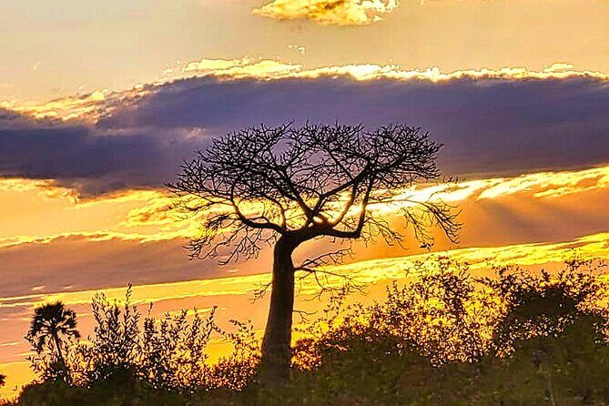 Safari Game Drive in the Savannah with Hotel pickup 3 times daily - Your Guide’s Role: The Briefing and Park-Entrance Handoff