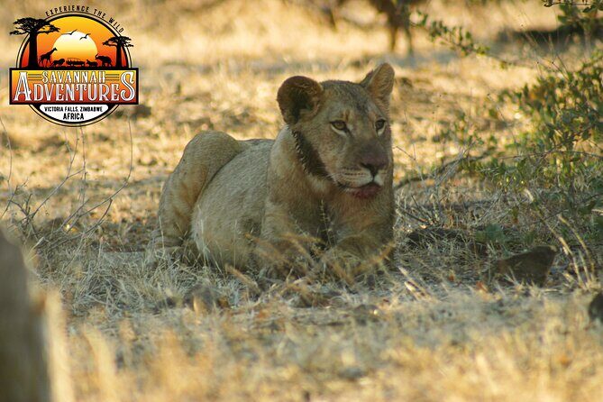 Safari Game Drive in the Savannah with Hotel pickup 3 times daily - Should You Book This Safari Game Drive?